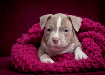 A cute gray puppy lies on a soft blanket. The breed of the dog is the American Staffordshire Terrier