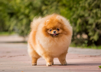 Fototapeta na wymiar A cute, fluffy, red puppy stands on a path in the park and smiles. The breed of the dog is the Pomeranian