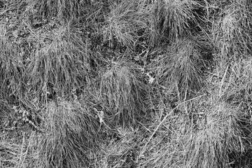 grass growing in round tussocks, southern steppe cereal vegetation, black and white processing