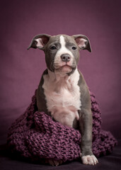 A small gray puppy sits on a knitted purple plaid