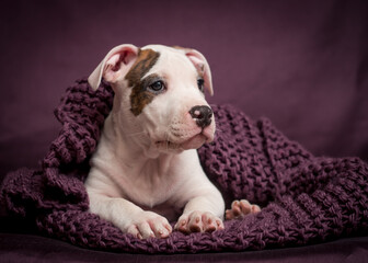 A small puppy lies on a knitted purple plaid
