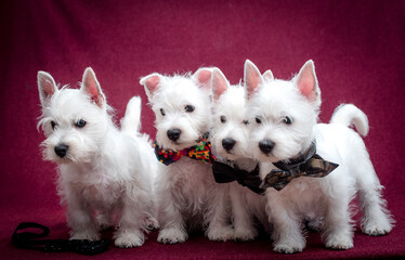 Cute white puppies with ties stand on a purple background