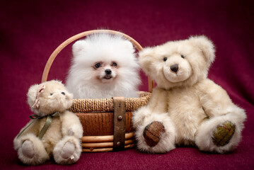 Cute white puppy sits in a basket next to teddy bears. The breed of the dog is the Pomeranian