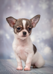 Small dog posing on a snowy background. The breed of the dog is the chihuahua