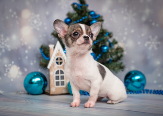 Small dog posing on a snowy background. The breed of the dog is the chihuahua