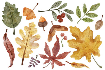 Set of colorful autumn leaves. Watercolor illustration of fall leaves with berries and acorn