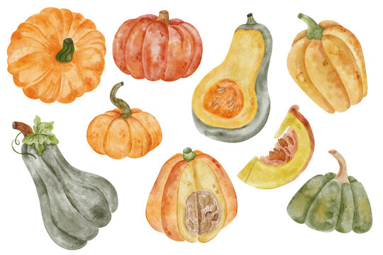 Watercolor autumn pumpkin set on white background. Fall vagetables for harvest or autumn design