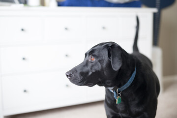 A black lab dog standing in a room looking off into the distance