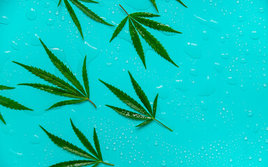 Cannabis leaves on a blue wet background. Selective focus.
