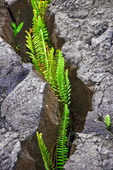 fern leaf on a rock