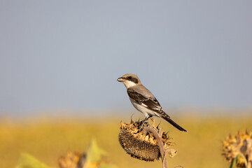 The lesser grey shrike (Lanius minor) in the harvest sunflower field 
