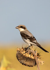The lesser grey shrike (Lanius minor) in the harvest sunflower field 