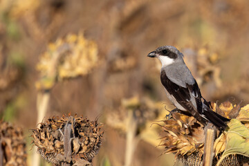 The lesser grey shrike (Lanius minor) in the harvest sunflower field 