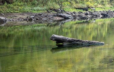 Log and reflections in the river