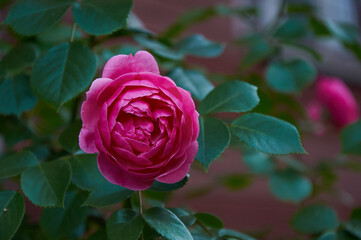 Pink rose close-up in summer in the garden. Beautiful floral background. Valentine's day and holidays. Love and tenderness