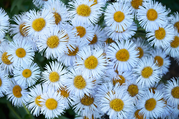 White daisies in the garden close-up. Beautiful floral background.