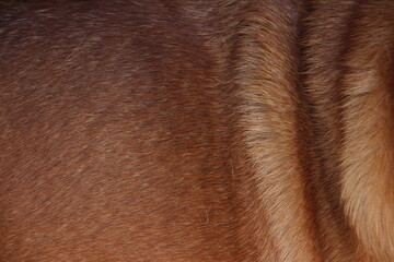 Close up on caramel dog hair