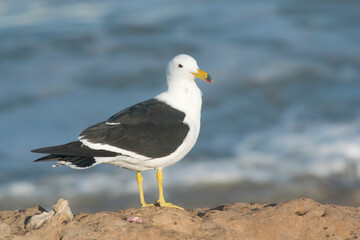 olrog's seagullperched on a rock , near the coast