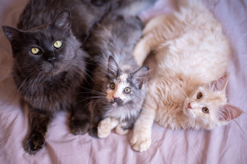 three Maine Coon cats lie on a blanket. cat and kittens. black, tricolor and red. view from above