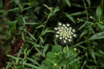 Native flower called Wild Carrot in North Carolina