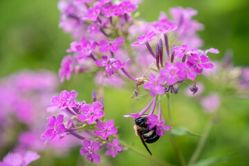 Bumblebee on a pink flower 