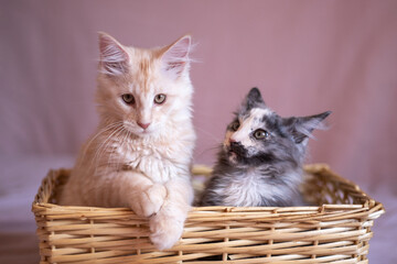 Fototapeta na wymiar two cute Maine Coon kittens are sitting in a wicker basket. red and tricolor kittens.