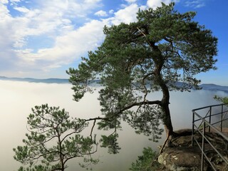 Obraz premium tree on the hill