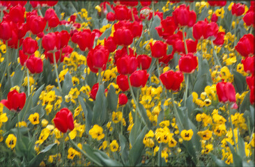 Fototapeta premium flowers in nature