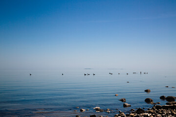 Family of geese along calm waters.