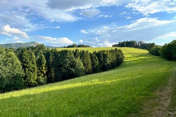 landscape with green grass and sky