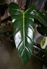 A shiny leaf of Philodendron Bernardopazii, a rare tropical plant © Khairil