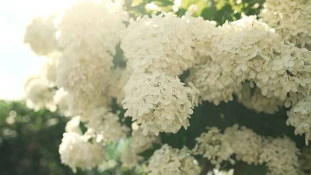Bee flying around hydrangea in the garden