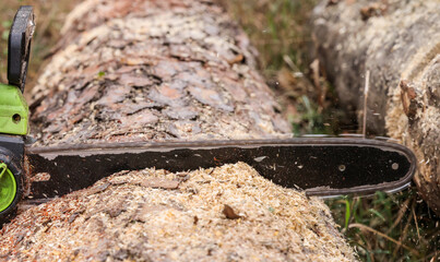 saw cuts a pine trunk close-up