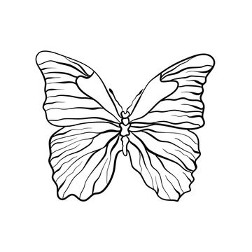 Butterfly line art. Simple drawing illustration. Hand drawn vector art.