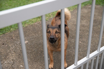 dog in a cage