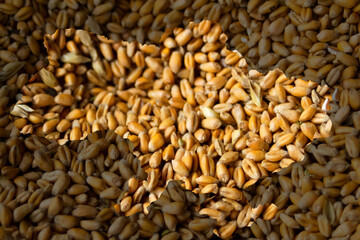 Defocus food crisis. Ukraine map. Global and European grain and wheat crisis in Ukraine. Export barley. Farming. Oats, barley, rye on ukrainian flag background. Out of focus