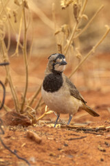 Crested Bellbird in Northern Territory Australia