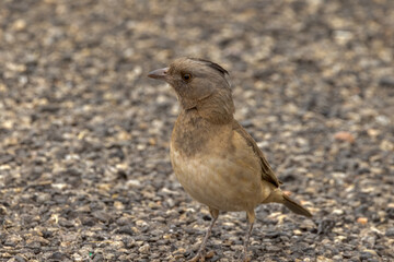 Crested Bellbird in Northern Territory Australia