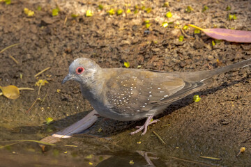 Diamond Dove in Northern Territory Australia