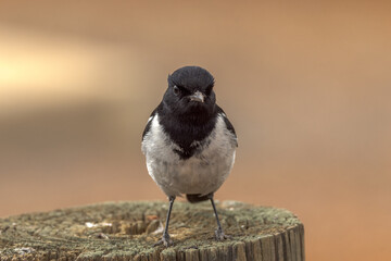 Hooded Robin in Northern Territory Australia