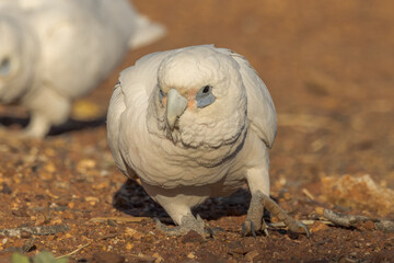 Little Corella in Northern Territory Australia