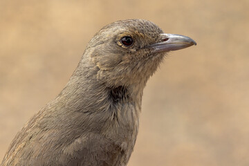 Grey Shrikethrush in Northern Territory Australia