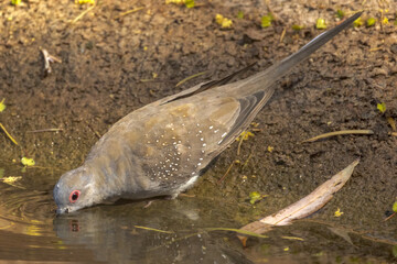 Diamond Dove in Northern Territory Australia