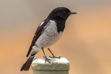 Hooded Robin in Northern Territory Australia