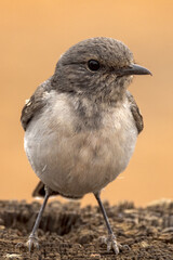 Hooded Robin in Northern Territory Australia