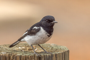 Hooded Robin in Northern Territory Australia