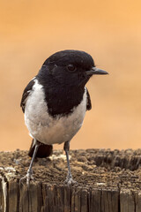 Hooded Robin in Northern Territory Australia