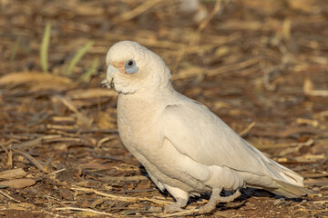 Little Corella in Northern Territory Australia