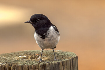 Hooded Robin in Northern Territory Australia