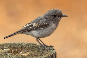 Hooded Robin in Northern Territory Australia